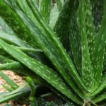 La Sábila y sus secretos ocultos