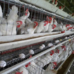 Por qué los veganos no comen huevos