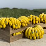 Guía de remedios naturales para 10 problemas de salud cotidianos II parte.