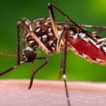 Remedios Caseros para la picada de Mosquitos