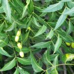 Árbol de Neem o Nim, Usos, Propiedades y Beneficios