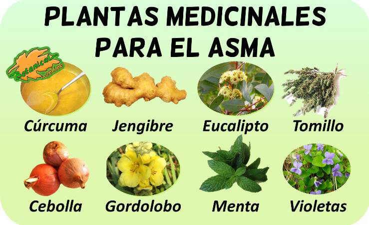 50 Plantas medicinales, sus efectos contraindicaciones