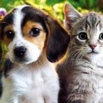 Cuidados básicos para tu mascota