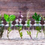 10 plantas aromáticas más usadas en la cocina