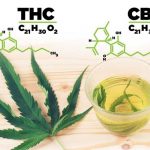 THC y CBD ¿En qué se diferencian?