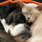 Música relajante para mascotas ansiosos