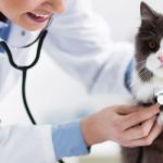 Hipertensión en los gatos