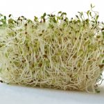 Alfalfa: Una planta llena de nutrientes