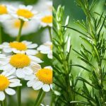 10 plantas medicinales y sus principales beneficios